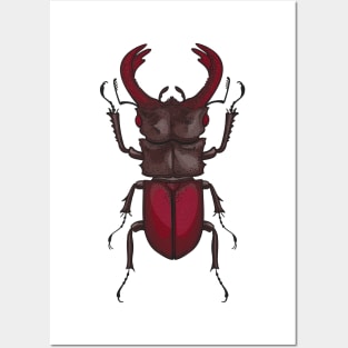 Stag beetle Posters and Art